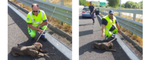 Salvato un cane ferito sulla A2 Salerno-Reggio Calabria item-thumbnail
