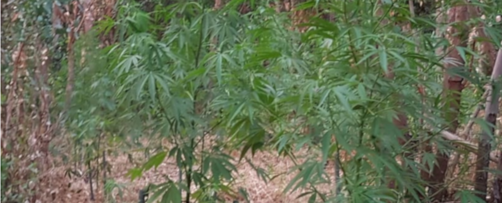 Individuate ben 950 piante di marijuana in un’area del passo della Limina