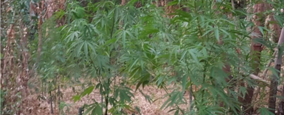 Sequestrate dai baschi verdi 135 piante in 2 piantagioni di marijuana skunk