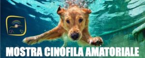 Domani a Siderno una mostra cinofila amatoriale item-thumbnail