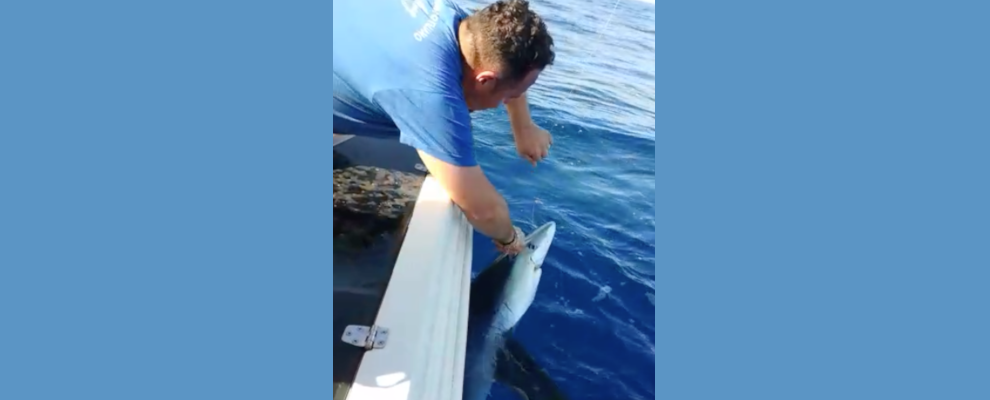 Il video del rilascio dello squalo pescato al largo di Roccella