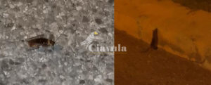 Topi e blatte sul lungomare di Caulonia item-thumbnail