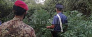 Sorpresi a coltivare una piantagione di marijuana a Cittanova, arrestati in tre item-thumbnail