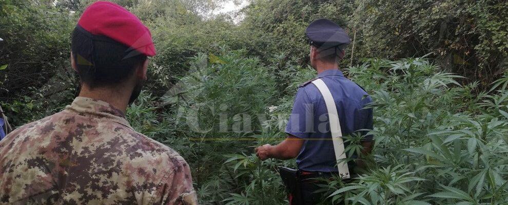 Sorpresi a coltivare una piantagione di marijuana a Cittanova, arrestati in tre