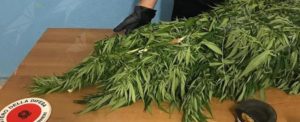 Beccato con una pianta di cannabis alta 3 metri, finisce ai domiciliari item-thumbnail
