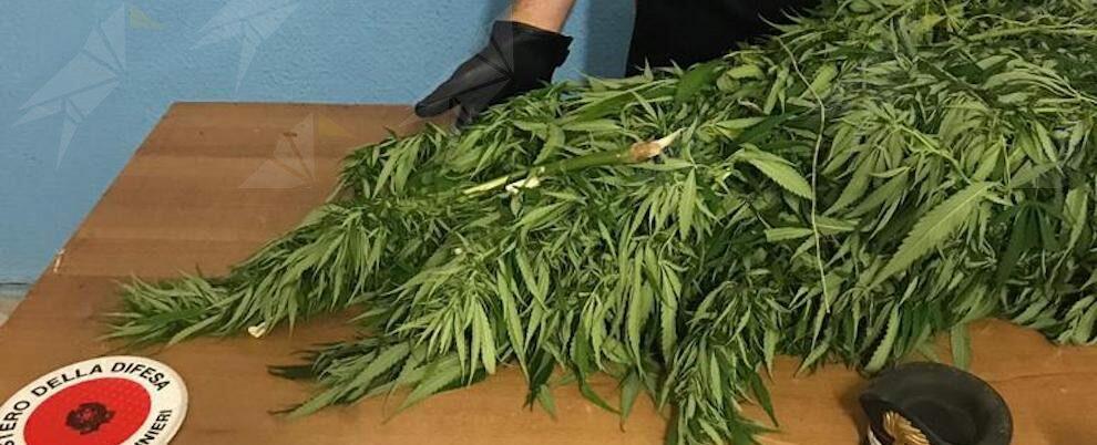 Beccato con una pianta di cannabis alta 3 metri, finisce ai domiciliari