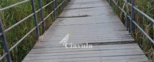 Pericoli nella pista ciclabile tra Caulonia e Roccella item-thumbnail