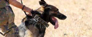 Grazie al fiuto di “Floyd” la Polizia trova marijuana e cocaina tra le sterpaglie item-thumbnail