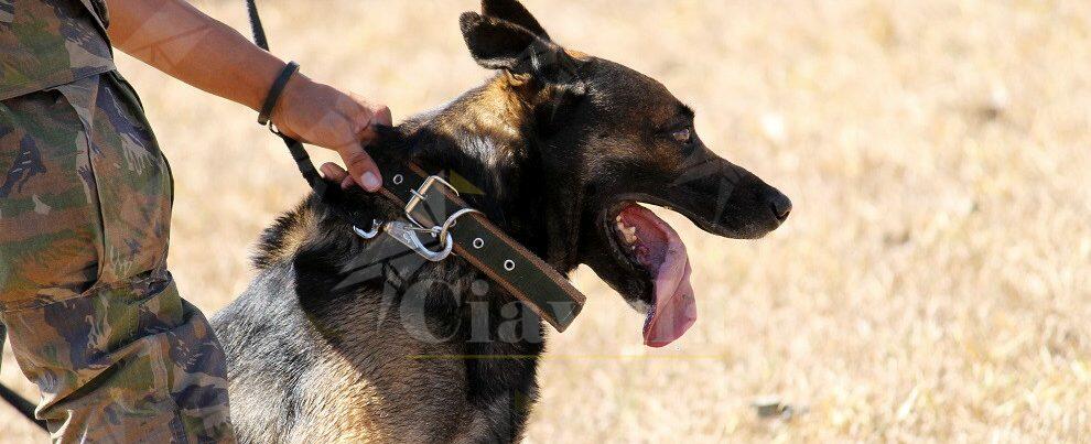 Grazie al fiuto di “Floyd” la Polizia trova marijuana e cocaina tra le sterpaglie