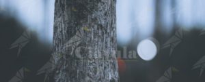 Tragedia a Brancaleone, tronco d’albero spinto dal treno uccide un uomo item-thumbnail