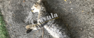 Siderno: cuccioli di cane bruciati vivi e un gattino ucciso – video item-thumbnail