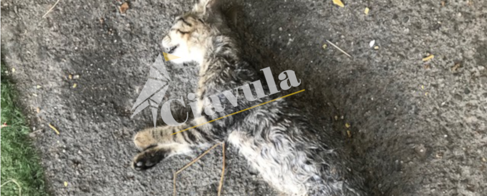 Siderno: cuccioli di cane bruciati vivi e un gattino ucciso – video