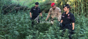 Beccati a coltivare marijuana per 900mila euro su terreno demaniale item-thumbnail