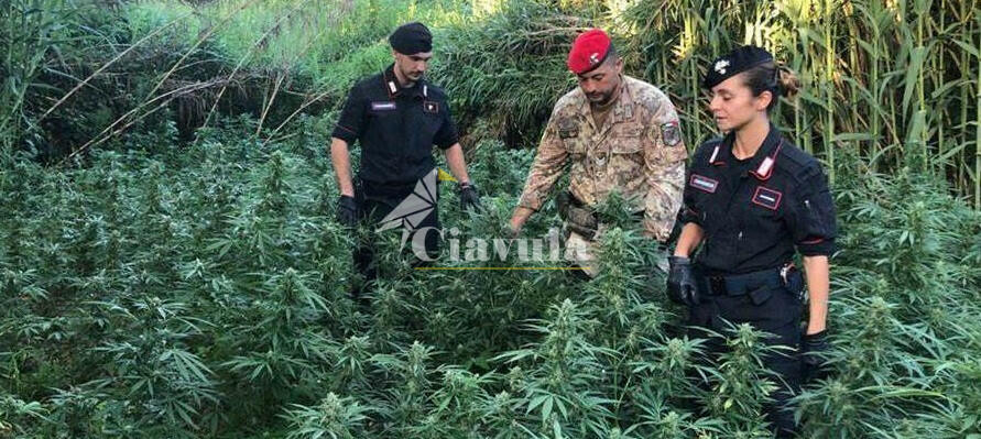 Beccati a coltivare marijuana per 900mila euro su terreno demaniale