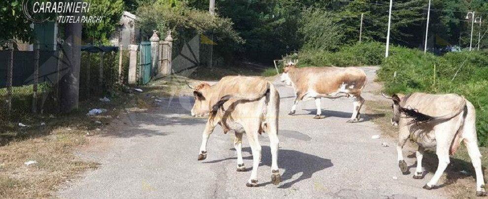 Pascolo abusivo nel Parco Nazionale d’Aspromonte, denunciato un bracciante agricolo