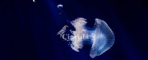 Medusa gigante “punge” un bagnante cauloniese a Roccella item-thumbnail