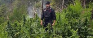 Carabinieri, lotta serrata alla produzione di stupefacenti: scoperte piantagioni di canapa tra San Luca e San Lorenzo item-thumbnail