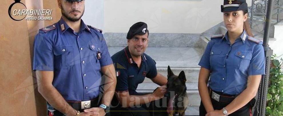 Grazie all’infallibile fiuto della cagnolina “Manco” i carabinieri scovano oltre 1kg di stupefacenti