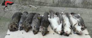 Deteneva alcuni esemplari di ghiro congelati, denuciato un 73enne item-thumbnail