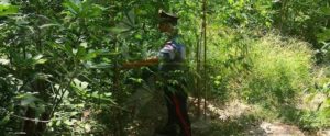 Sorpreso mentre annaffiava una piantagione di canapa, in manette un 25enne item-thumbnail