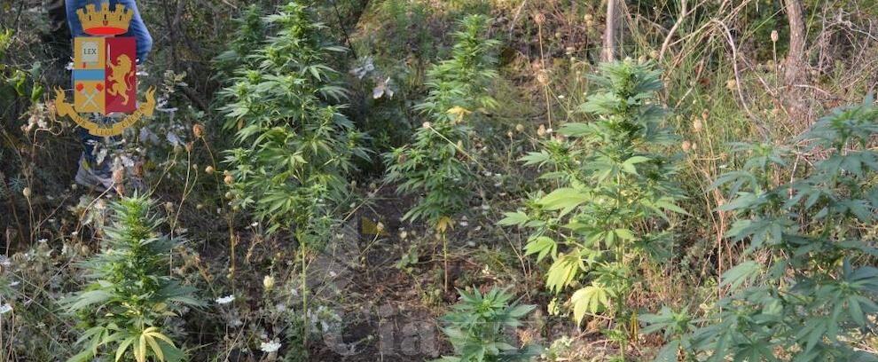 Scoperta una piantagione di marijuana a Grotteria