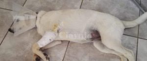 “Salviamo la cucciola Lilly”: I fratelli cauloniesi Deborah e Giovanni lanciano l’appello sui social item-thumbnail