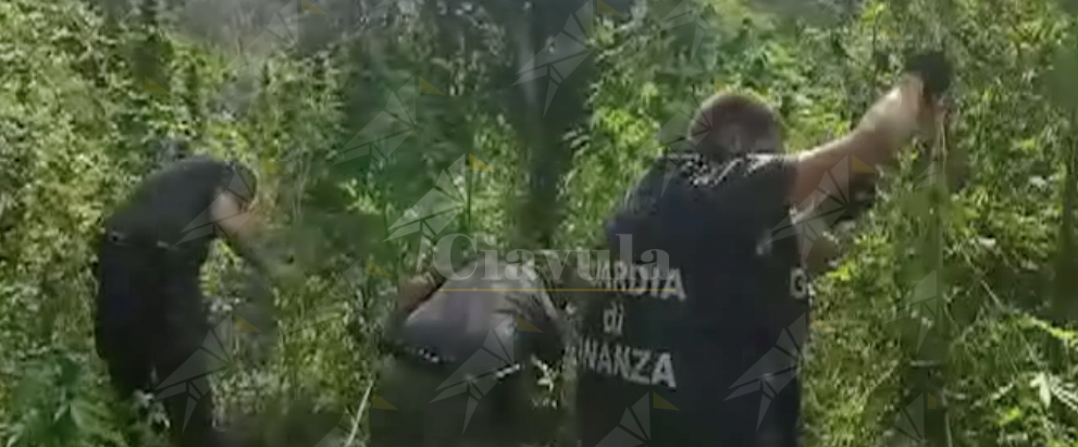 Scoperta piantagione di marijuana a Bianco, in manette due coltivatori