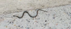 Biscia a passeggio per le strade di Caulonia – video item-thumbnail