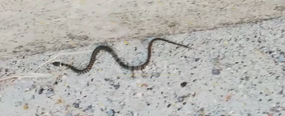 Biscia a passeggio per le strade di Caulonia – video