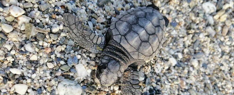 Una giornata di pulizia straordinaria nella spiaggia di Grotteria per la schiusa di 75 uova di tartaruga