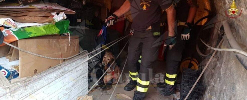 Cane finisce in un pozzo, i  Vigili del fuoco lo salvano da morte certa