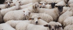 Pascolo abusivo: 200 ovini invadono i campi di una cooperativa socia di Goel item-thumbnail
