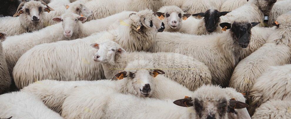 Pascolo abusivo: 200 ovini invadono i campi di una cooperativa socia di Goel