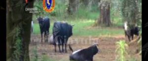 Ben 320 “vacche sacre” catturate in un anno item-thumbnail