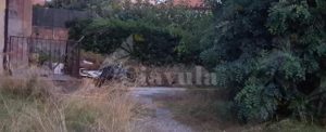 Giungla urbana a Caulonia, Femia: “Quanto dobbiamo aspettare ancora per vedere i cinghiali?” item-thumbnail