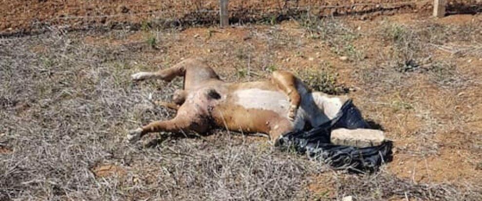 Ritrovato senza vita un cane con la testa dentro un sacchetto