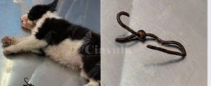 Orrore a Palmi, cucciolo infilzato con un gancio di ferro item-thumbnail