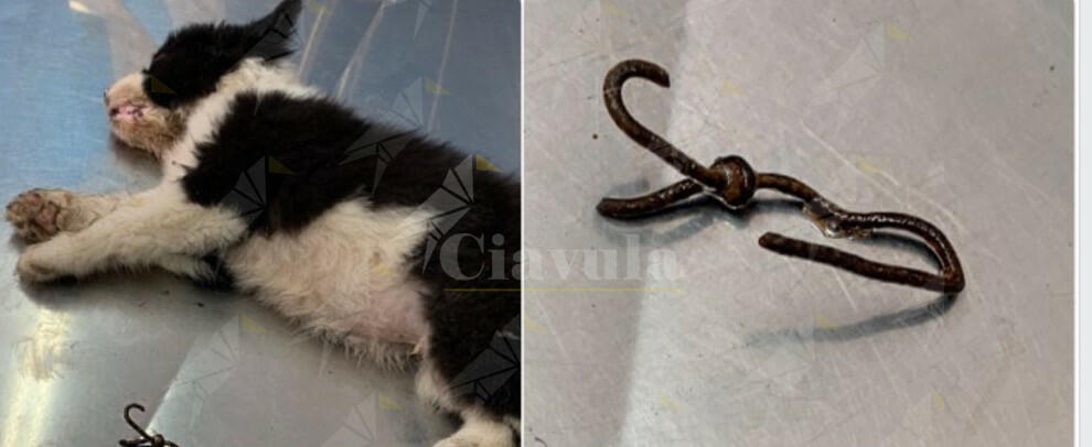 Orrore a Palmi, cucciolo infilzato con un gancio di ferro