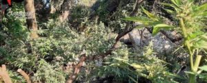 Ancora un’altra piantagione di canapa rinvenuta a Platì item-thumbnail