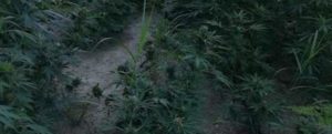 Rinvenuta l’ennesima piantagione di marijuana nella Locride item-thumbnail