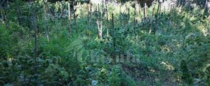 Dalla coltivazione di peperoncini a quella di marijuana per arrivare a fine mese: ai domiciliari una contadina item-thumbnail