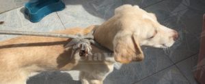 Trovato cucciolo sperduto a Caulonia. Si cerca il proprietario item-thumbnail