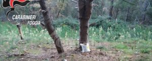 Individuata ed estirpata una maxi piantagione di marijuana: avrebbe fruttato 450 mila euro item-thumbnail