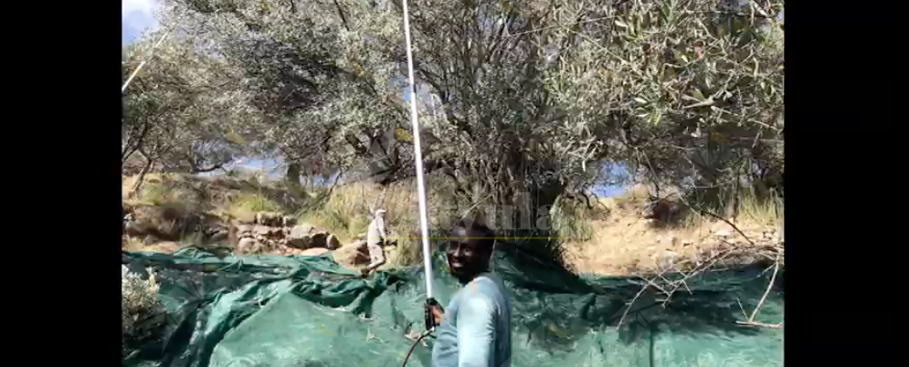 Prosegue la raccolta delle olive in una Riace che tenta di rinascere