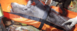 I Vigili del fuoco intervengono per salvare un cane item-thumbnail