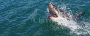 A causa della pesca gli squali rischiano l’estinzione item-thumbnail