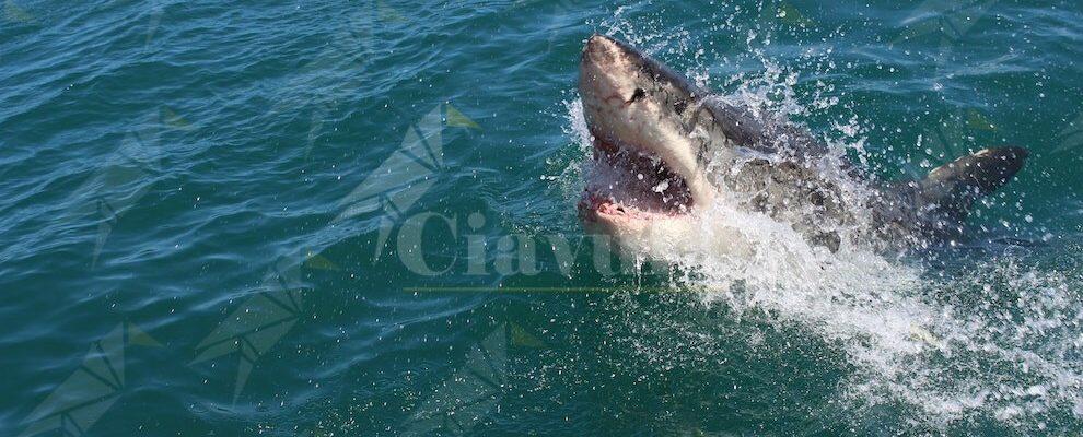 A causa della pesca gli squali rischiano l’estinzione