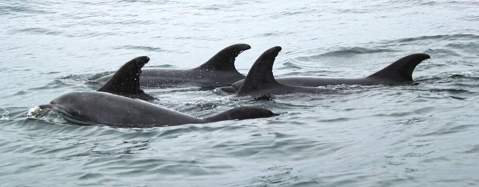 I delfini a Caulonia. Il video di un lettore