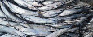 Sardine, Aiello: “L’auspicio è che questo movimento diventi la nuova sinistra” item-thumbnail