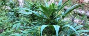 Scoperta una maxi piantagione di marijuana ad Africo, oltre 2500 piante pronte per la raccolta item-thumbnail